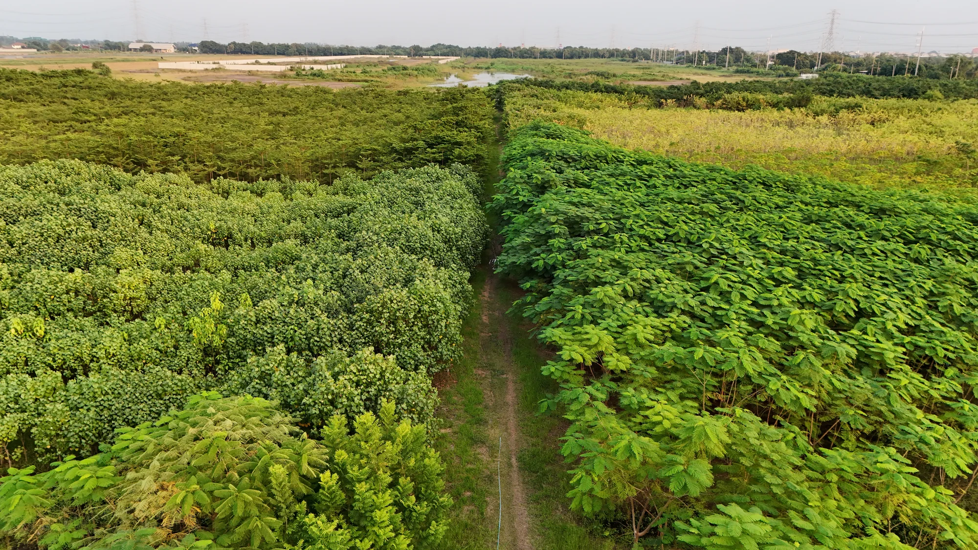 Mixed tree production blocks at a Thailand nursery seen from above
