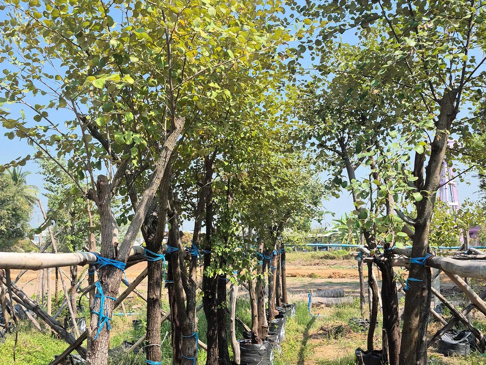 Ziziphus spina-christi trees grown for hot dry landscape projects