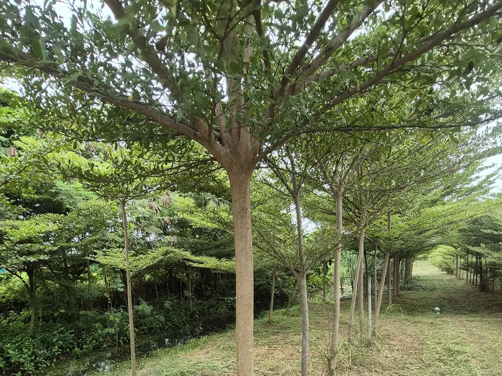 Calm rows of Terminalia mantaly trees grown to a consistent landscape specification in Thailand