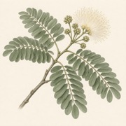 Pencil study of Albizia lebbeck