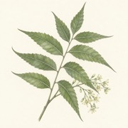 Pencil study of Azadirachta indica