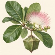Pencil study of Barringtonia asiatica