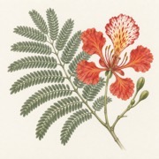 Pencil study of Delonix regia