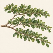 Pencil study of Terminalia mantaly