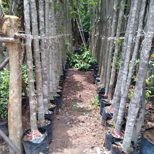 Thai Landscaping Trees