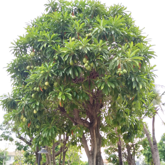 Alstonia scholaris