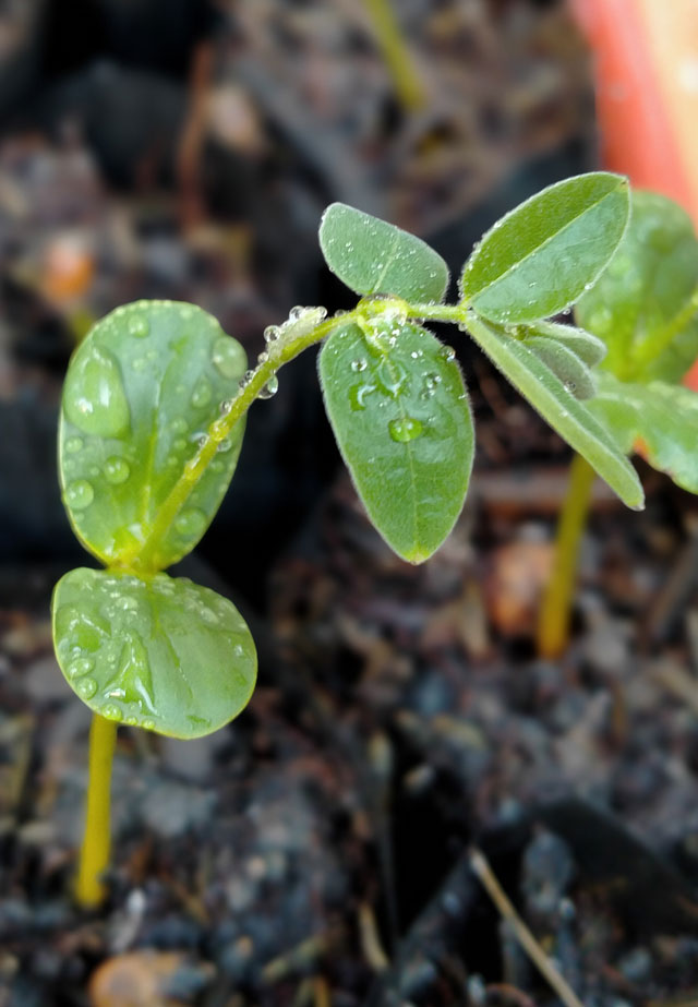 Cassia Javanica Thai Botanical