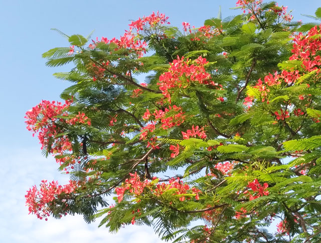 Delonix Regia