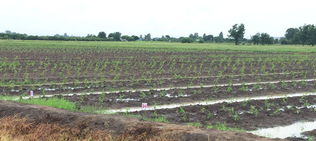 Thaibotanic.com Plantations