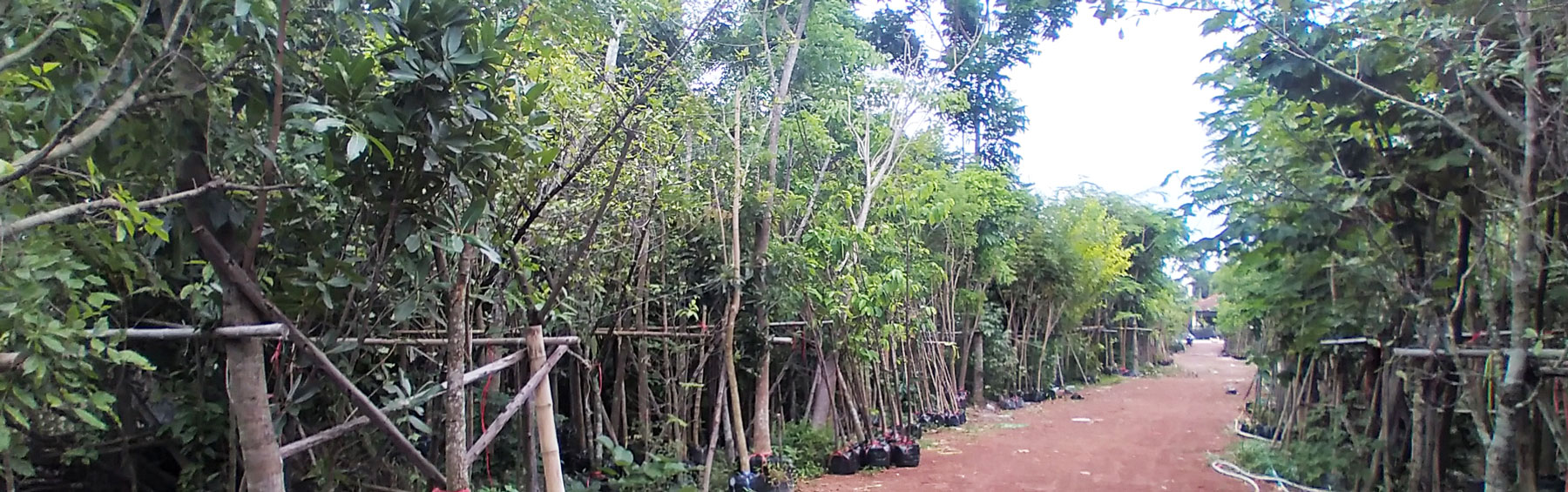 Thai Botanical Plantations 