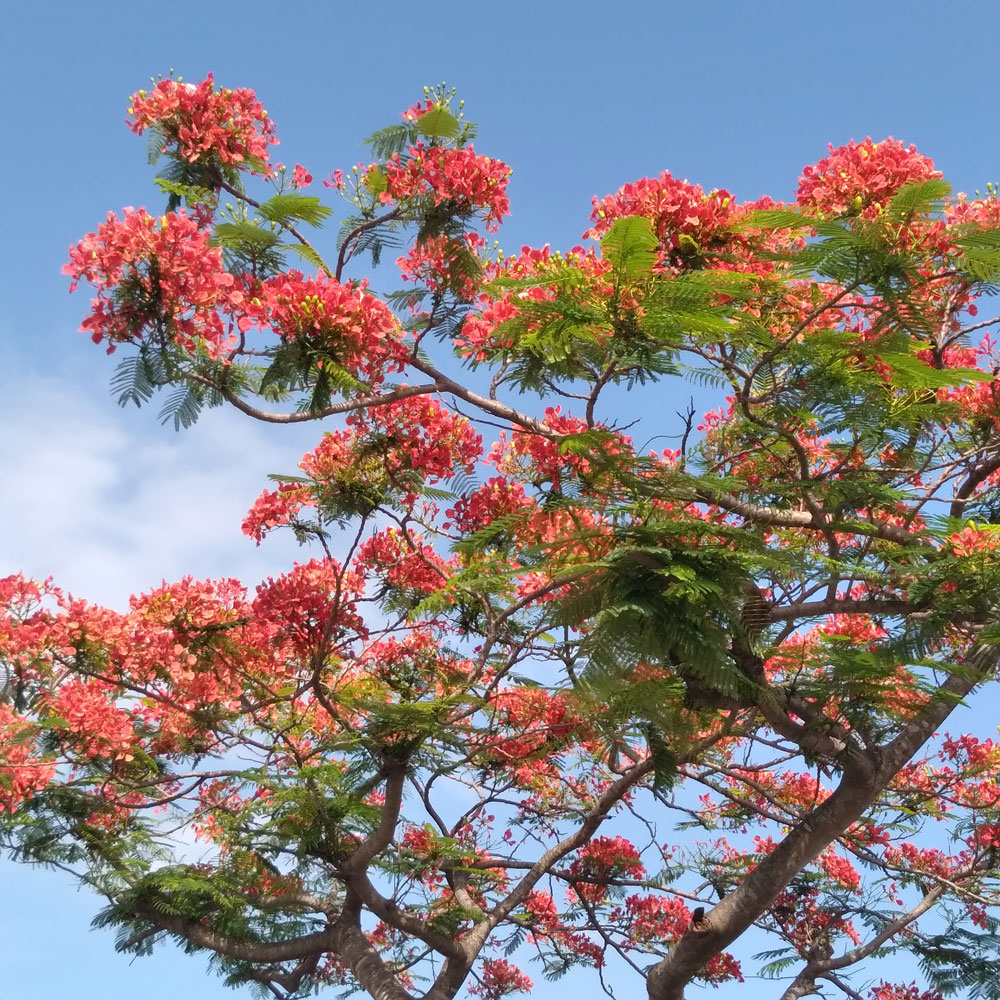 Delonix Regia Ornamental trees Thailand