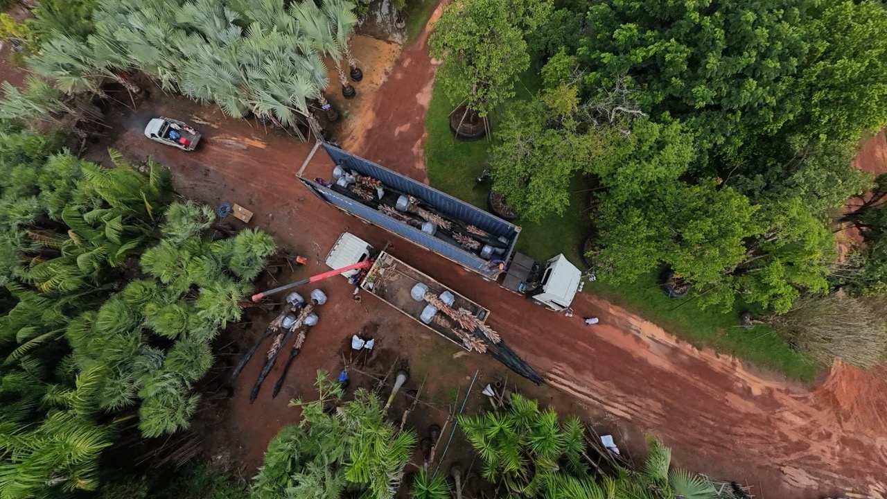 Root-balled nursery stock being loaded for export at the Thai Botanic farm in Suphan Buri