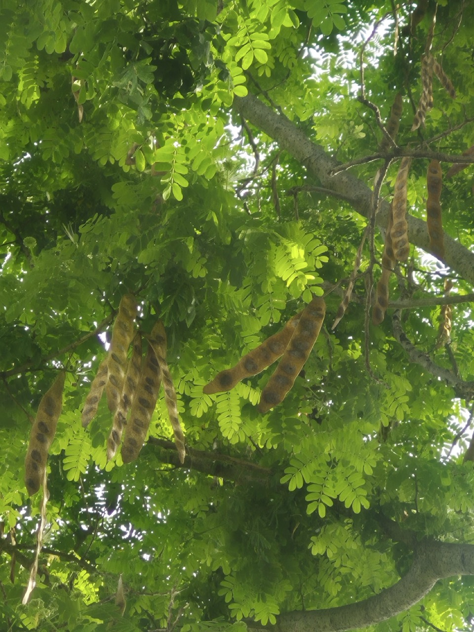 Albizia lebbeck