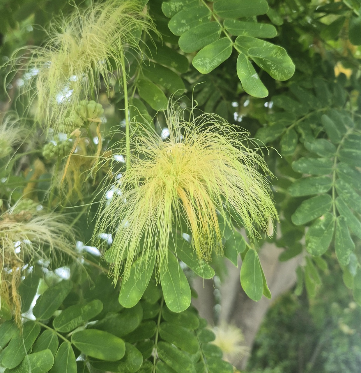 Albizia lebbeck
