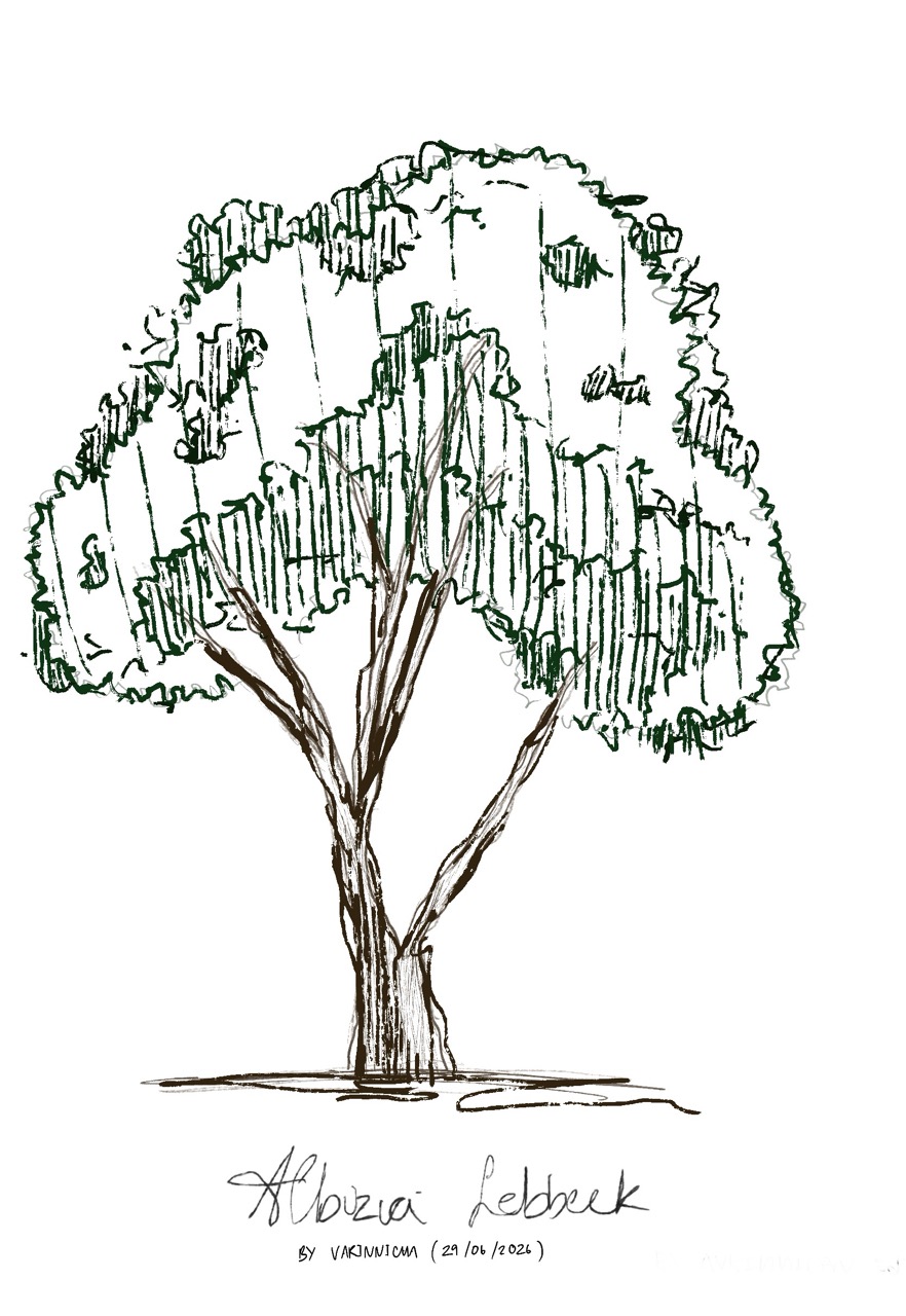 Albizia Lebbeck