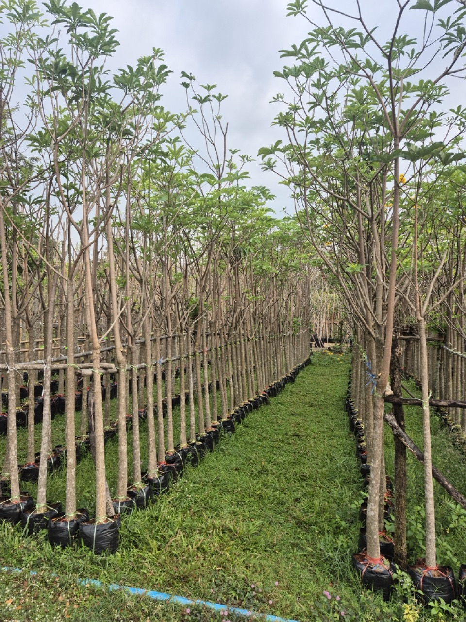 Alstonia scholaris