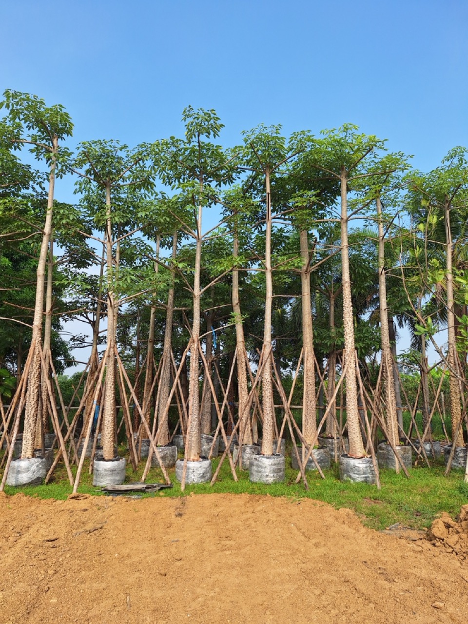 Bombax ceiba
