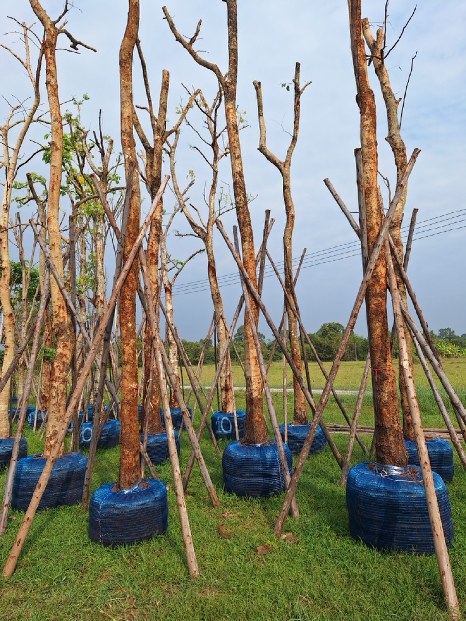 Cassia fistula