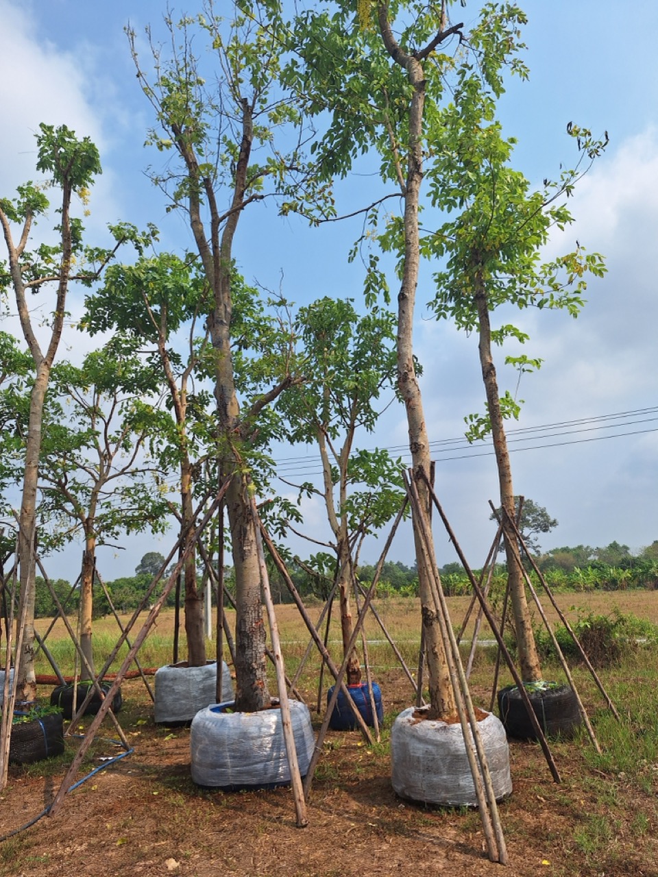 Cassia fistula
