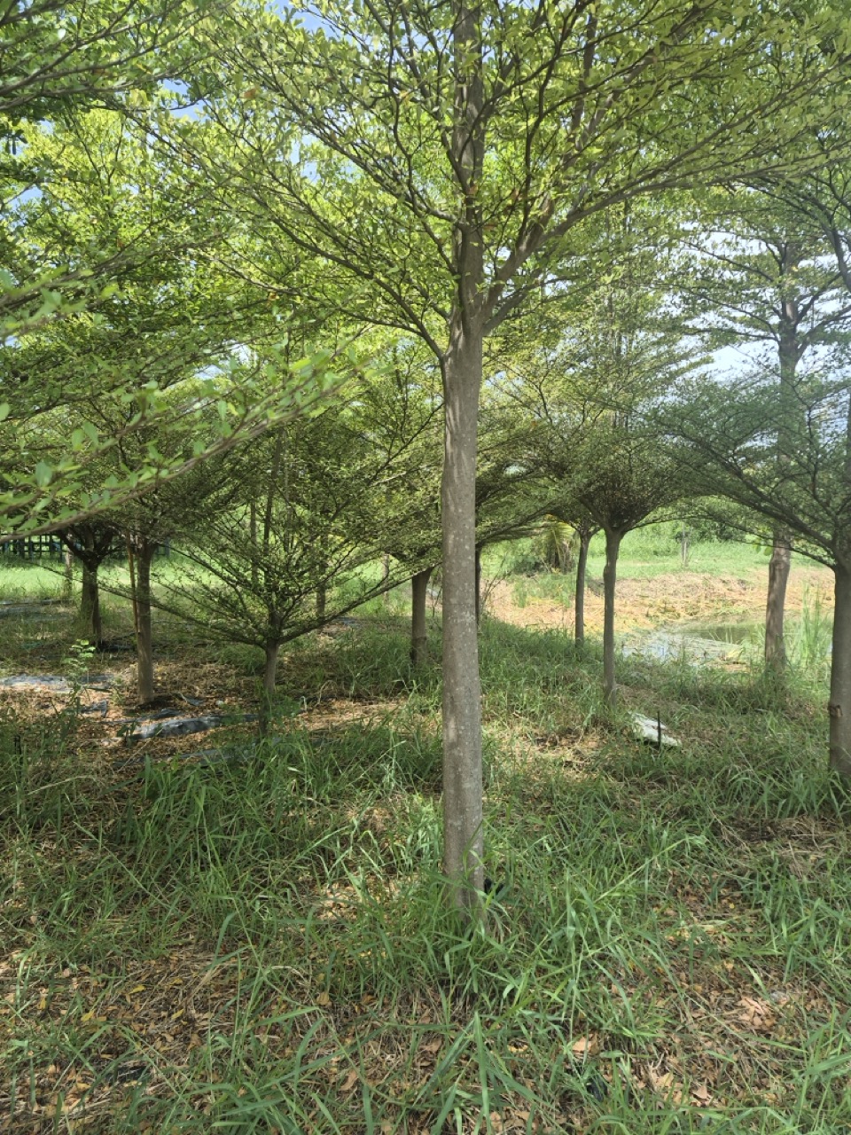 Terminalia ivorensis