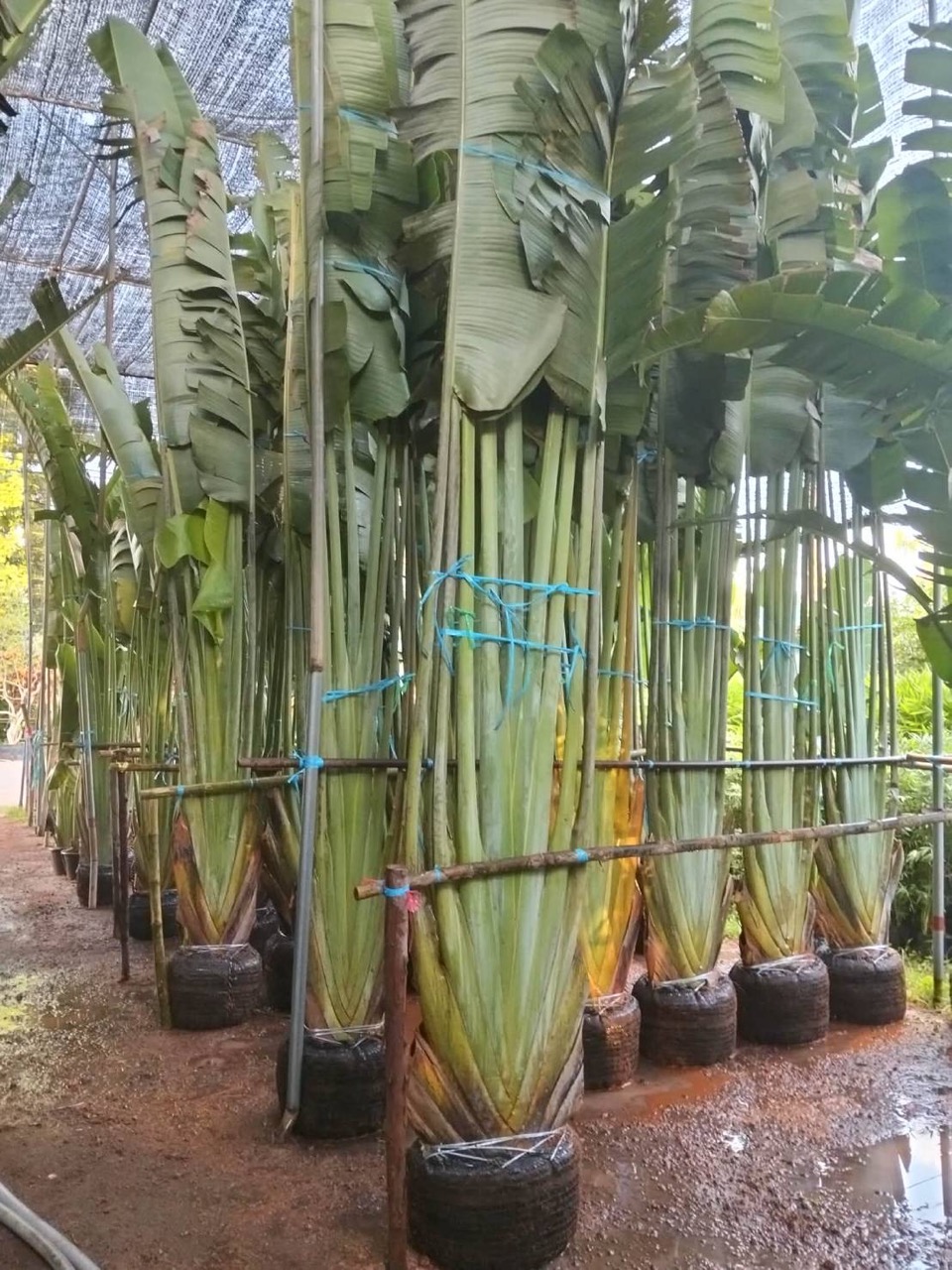 Ravenala madagascariensis, traveller's palm, root-balled and tied under shade netting ready for export