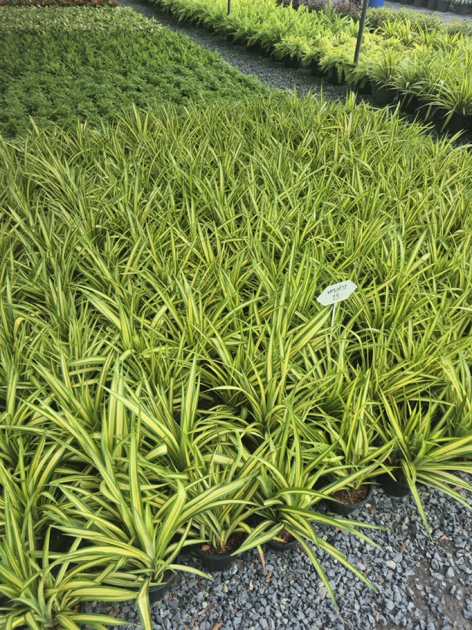 Rows of potted variegated pandanus grown as ground cover at a Thai nursery