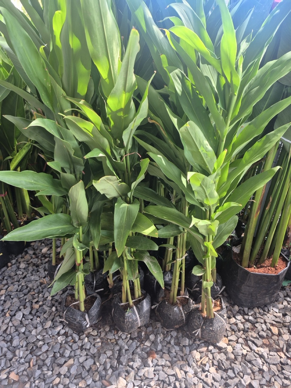Ornamental ginger grown in black nursery bags, root-balled and ready to move