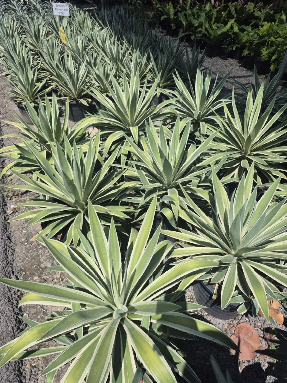 Variegated agave rosettes with cream leaf margins, container grown at a Thai nursery