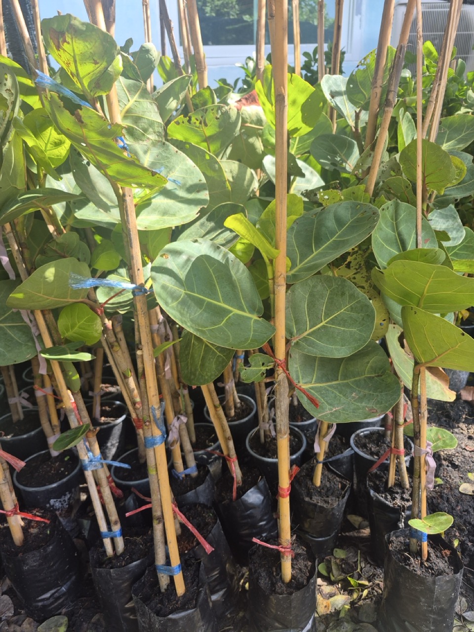 Young Coccoloba uvifera sea grape plants staked on canes in nursery bags