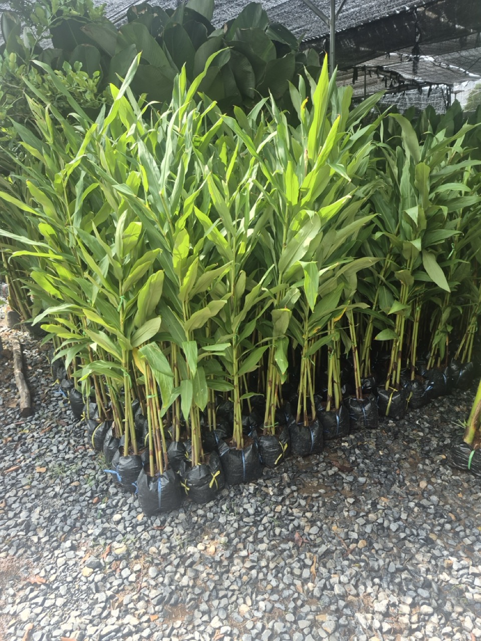 Ornamental ginger grown under shade netting at a Thai nursery, bagged and ready for despatch
