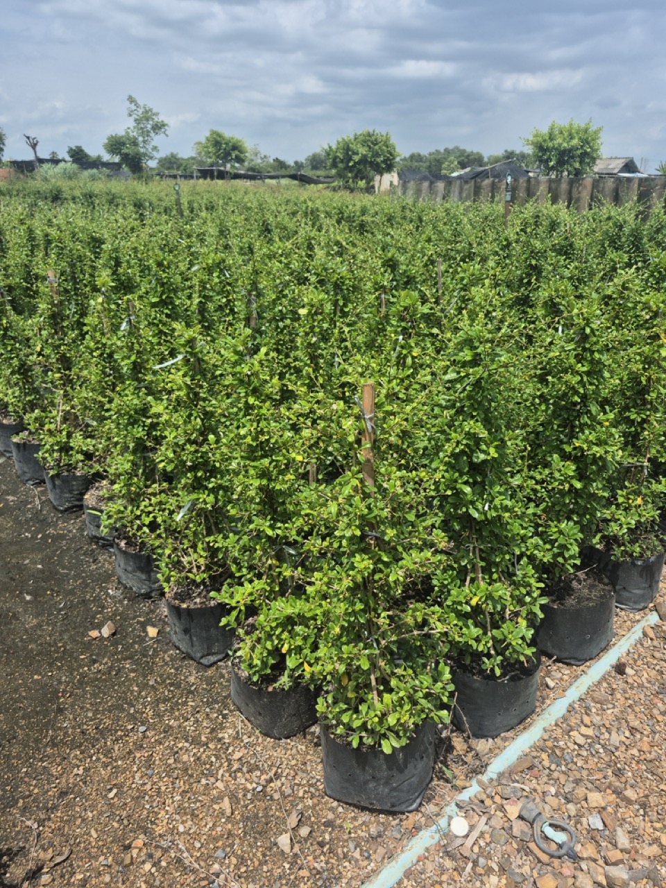 Field of small-leaved hedging shrubs grown in nursery bags under irrigation in Thailand