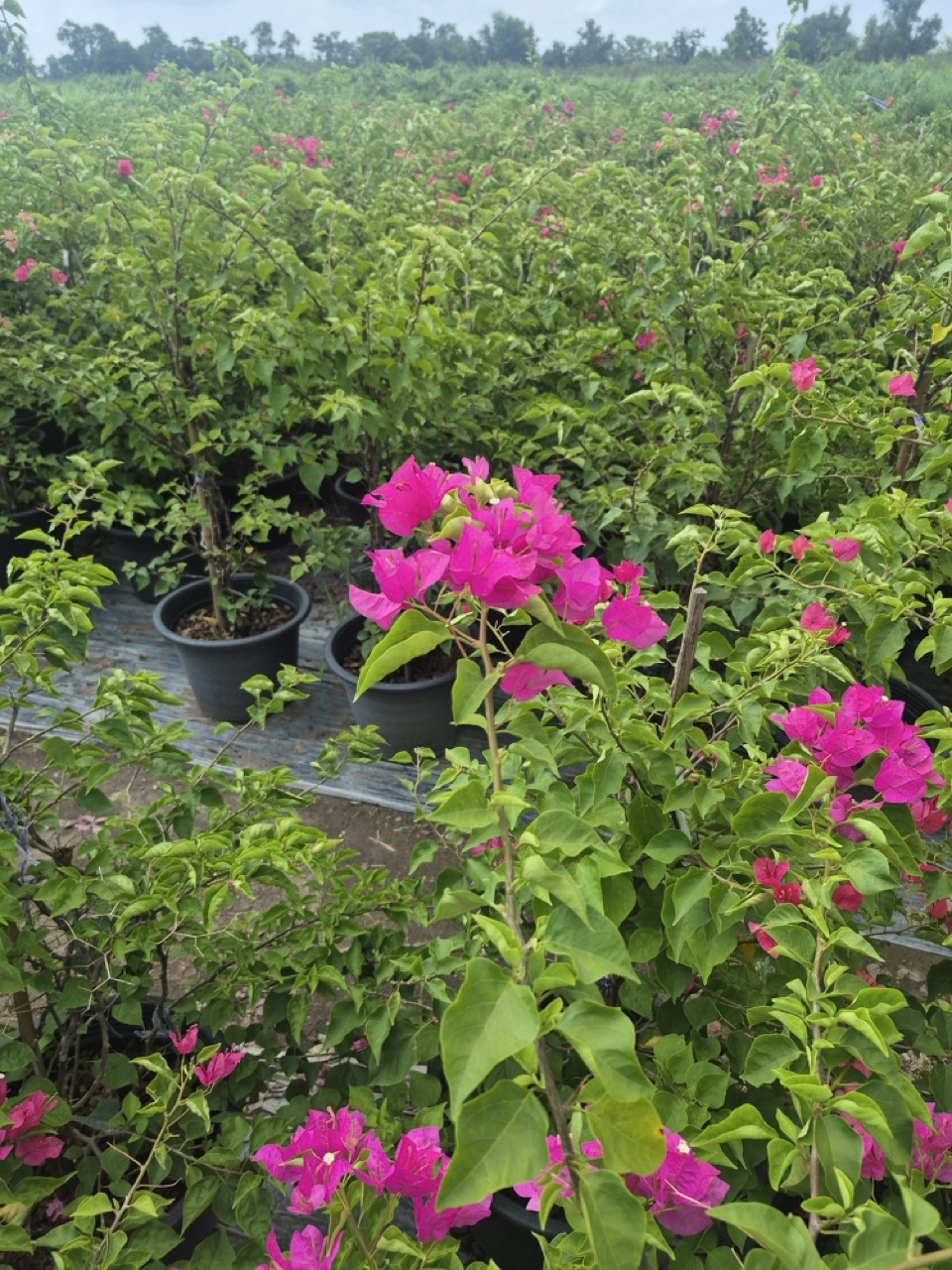 Rows of bougainvillea in flower, container grown in an open field at a Thai nursery
