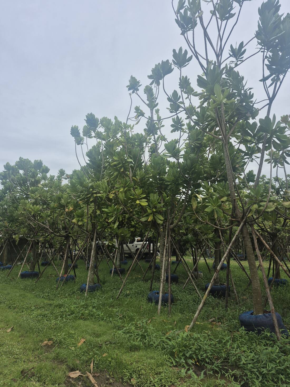 Rows of root-balled Barringtonia asiatica held in blue root-ball bags and staked on tripods at the Thailand nursery, ready for lifting