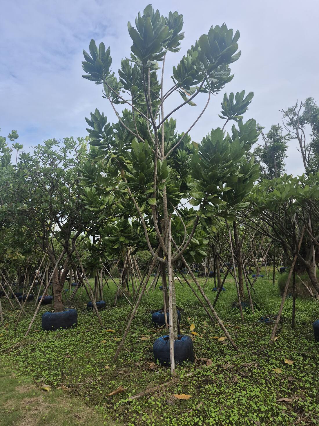 Barringtonia asiatica in the nursery in Thailand, staked and grown on for export, showing the rosetted leathery foliage and open branching
