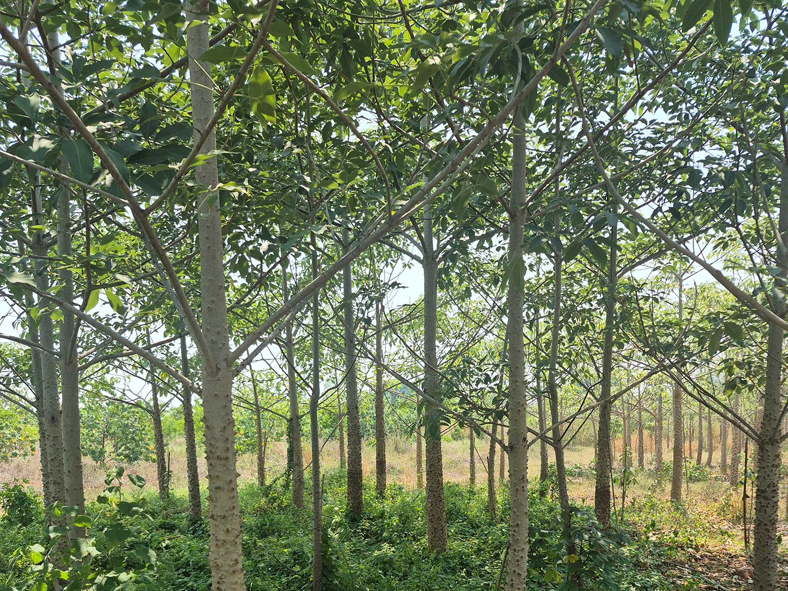Bombax ceiba, red silk-cotton tree, grown root-balled for export in Thailand