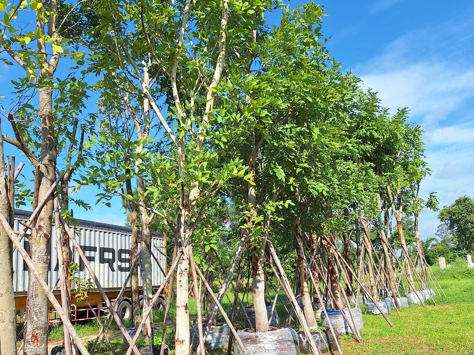 Cassia fistula, golden shower tree, grown root-balled for export in Thailand