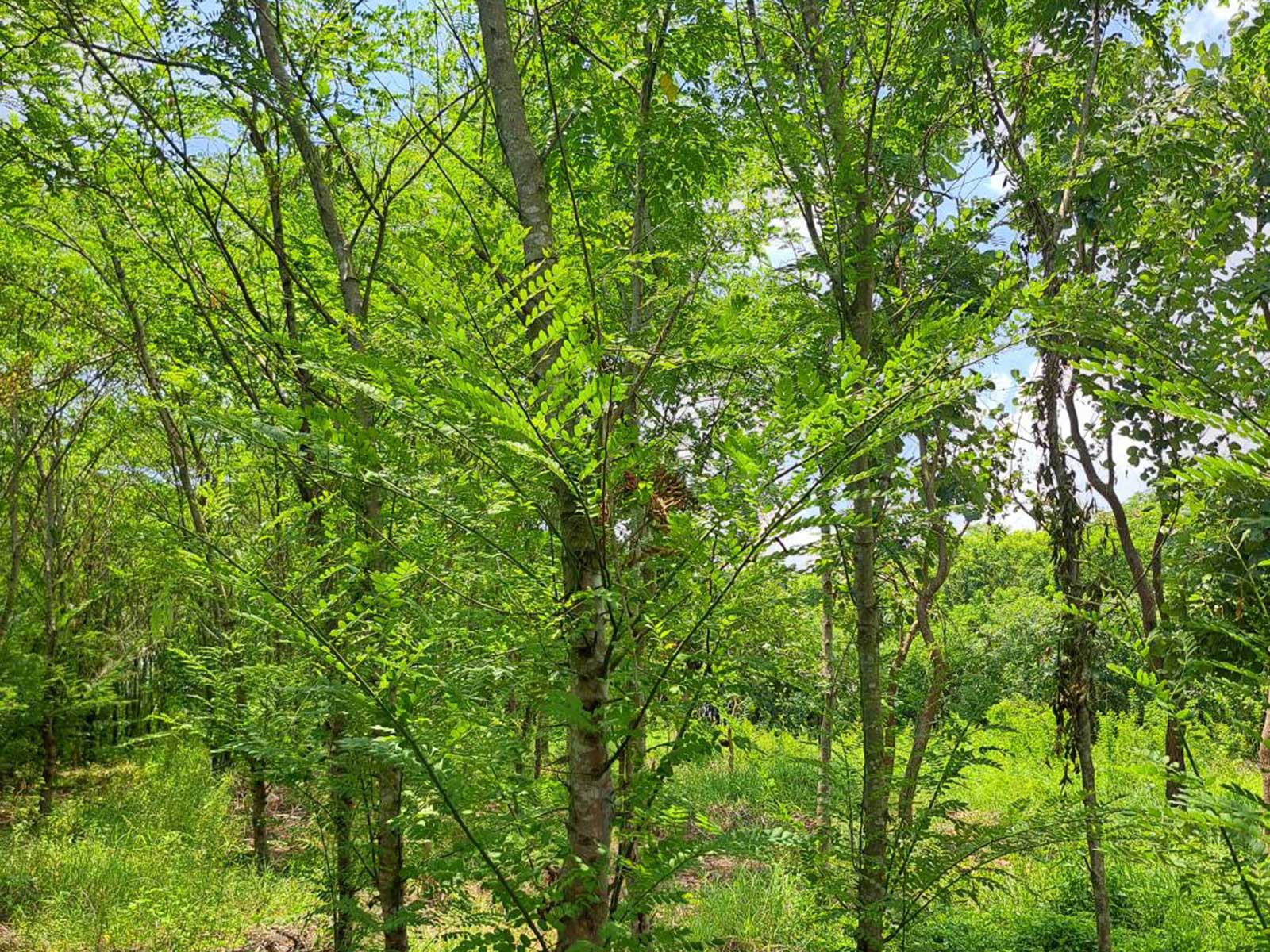 Cassia javanica