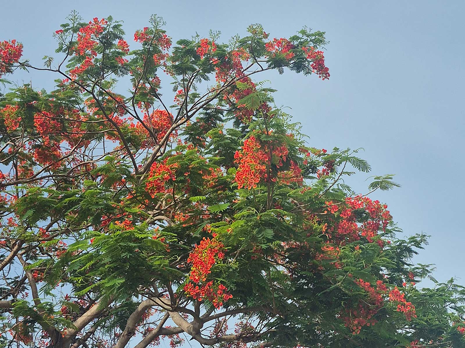 Delonix regia