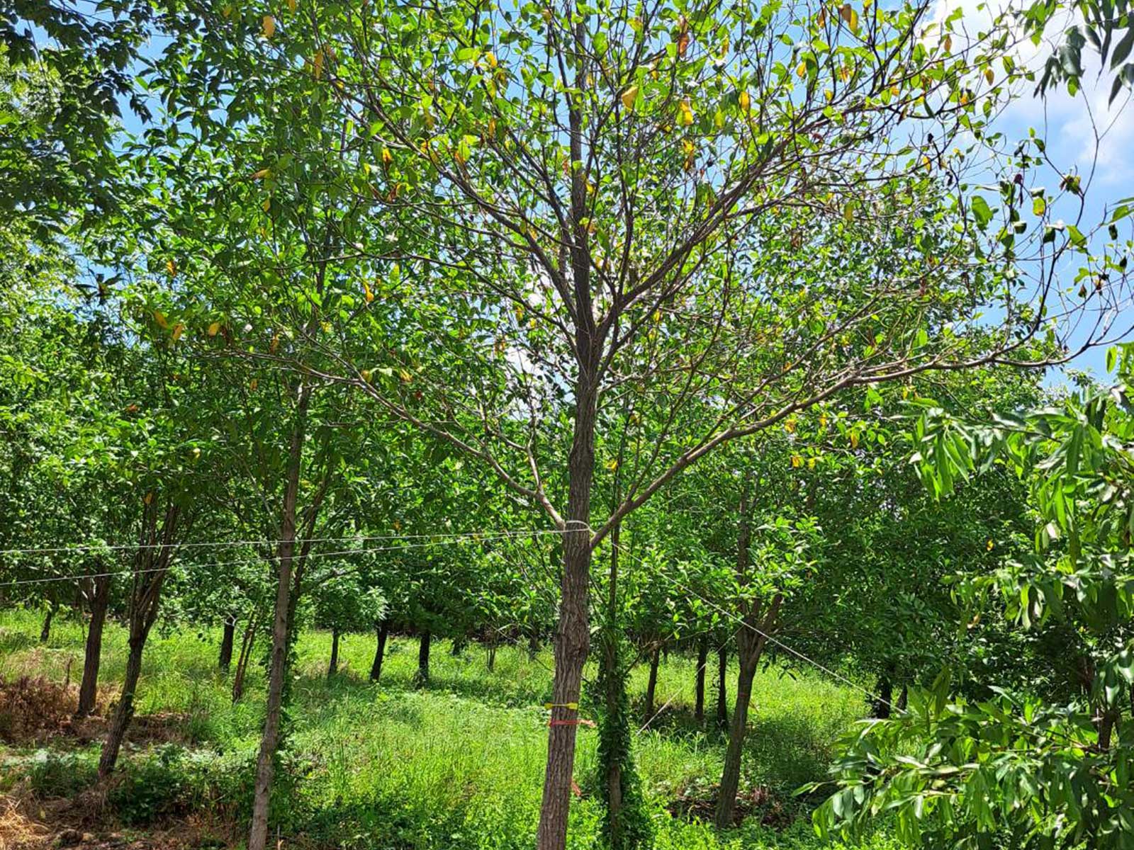 Fagraea fragrans