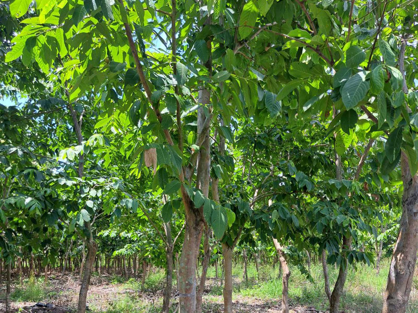 Lagerstroemia speciosa