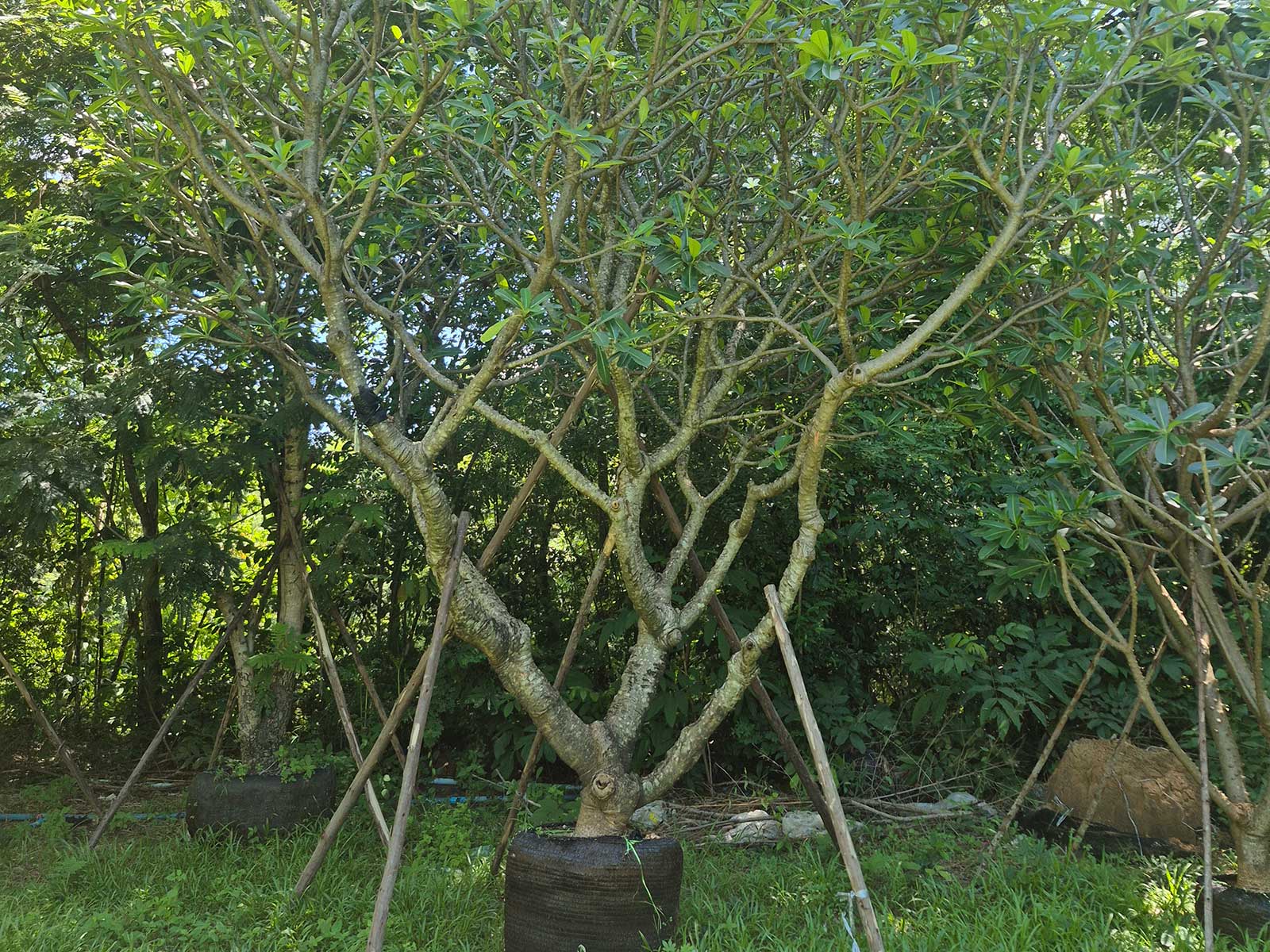 Plumeria obtusa, white frangipani, grown root-balled for export in Thailand