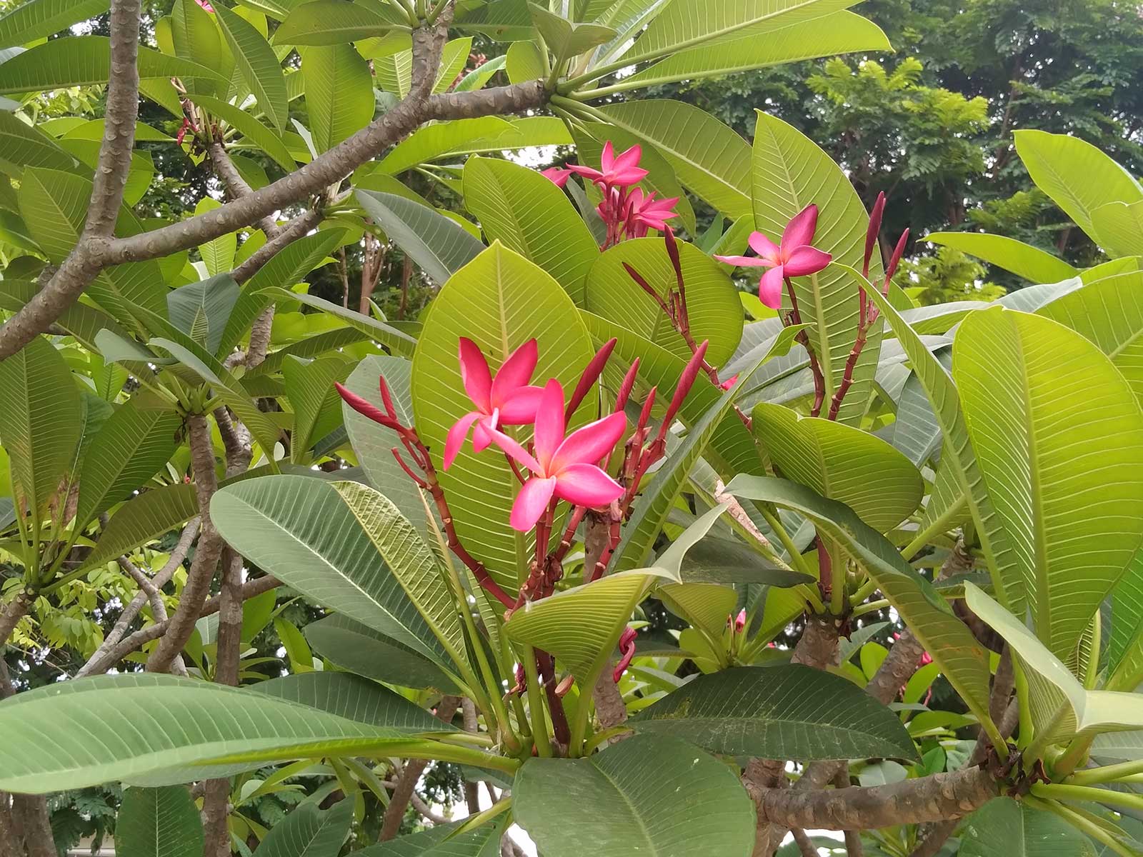 Plumeria rubra