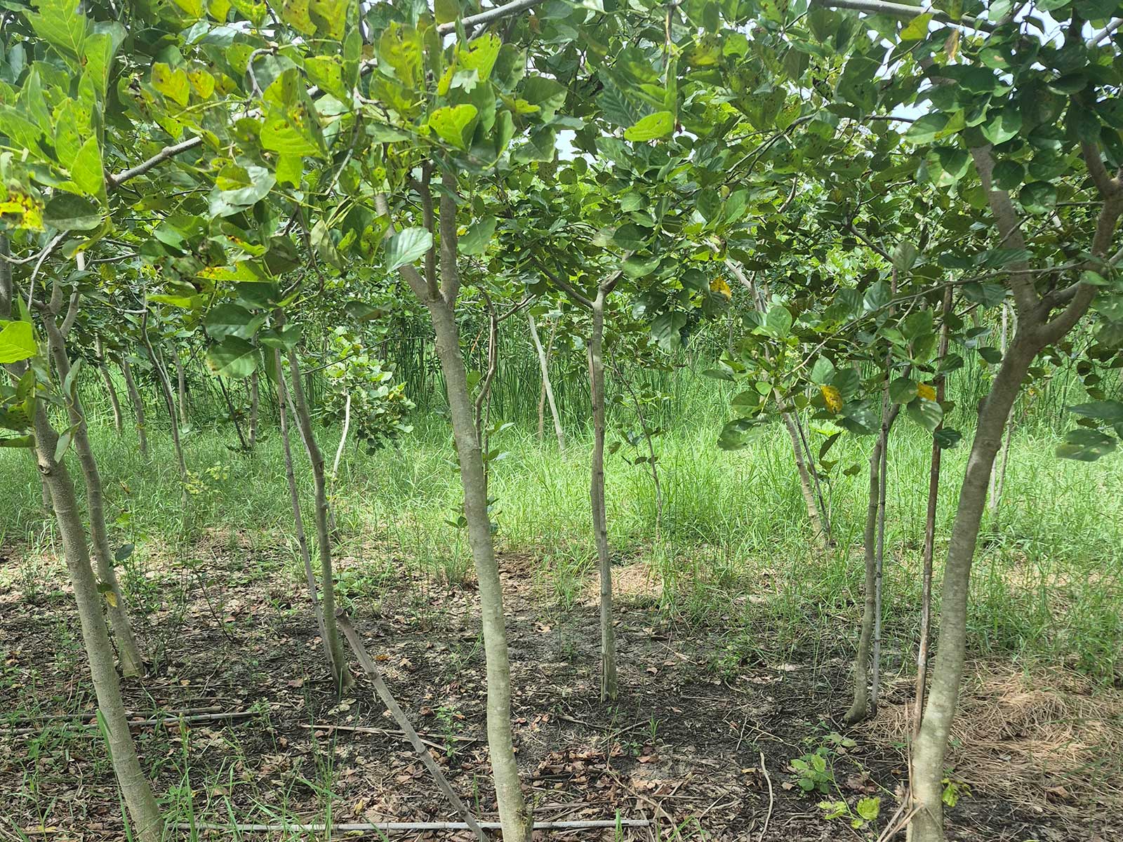Pongamia pinnata