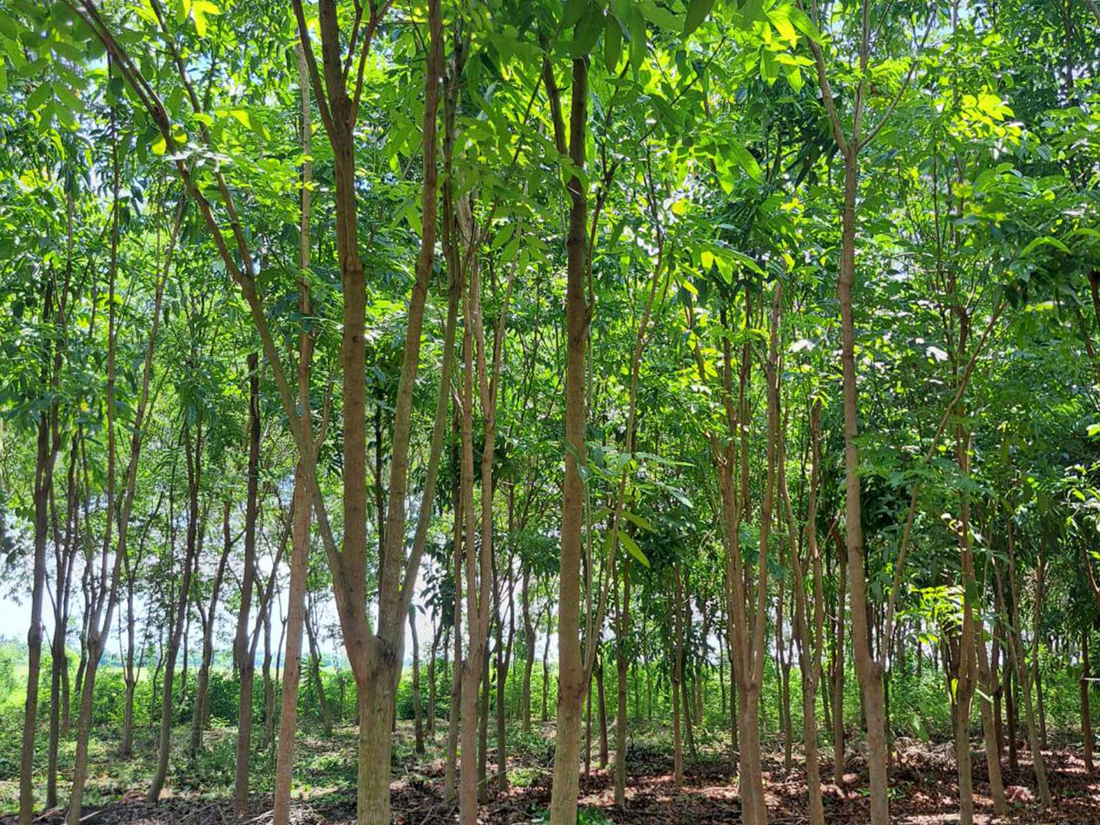 Swietenia macrophylla