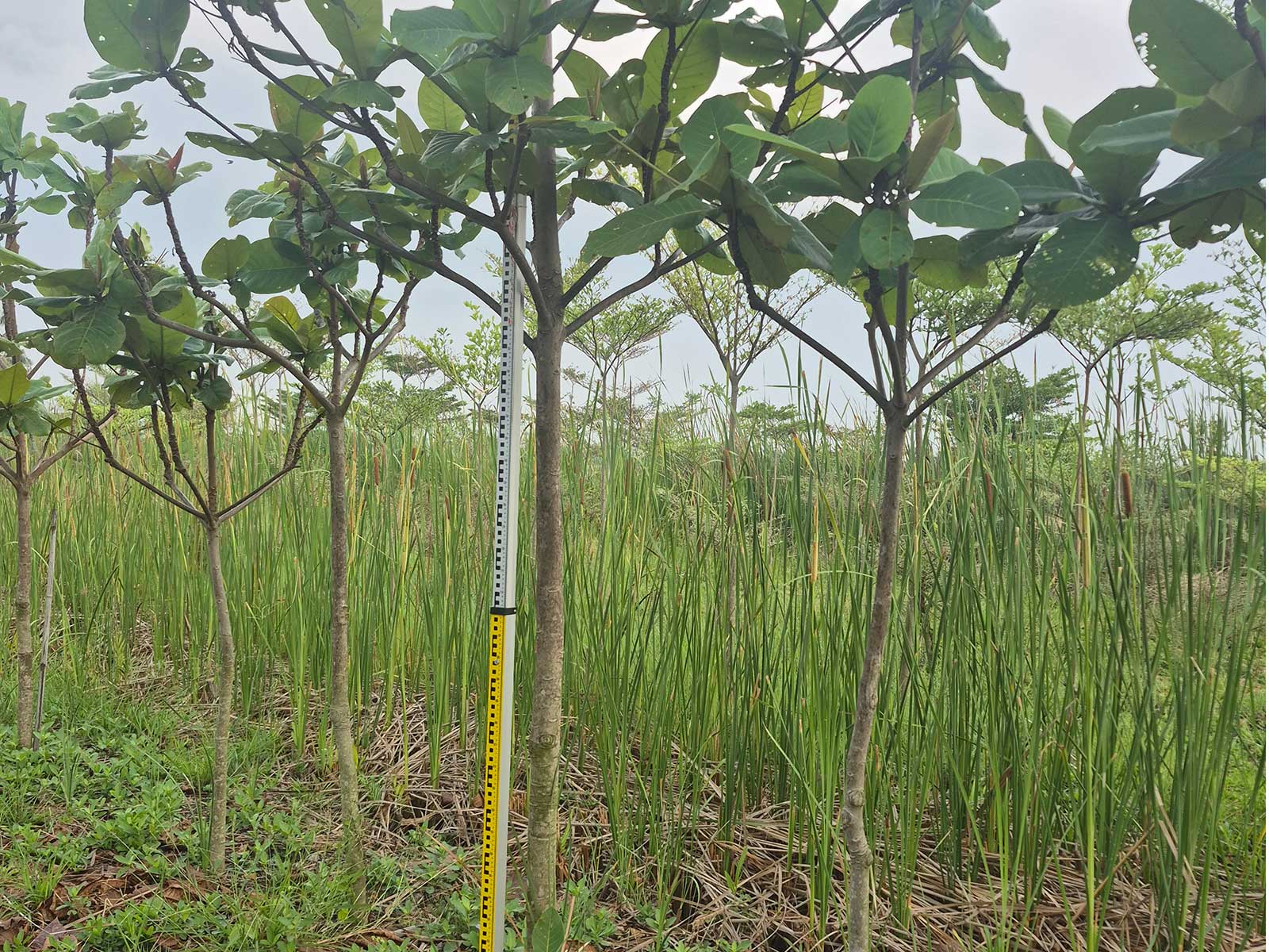 Terminalia catappa
