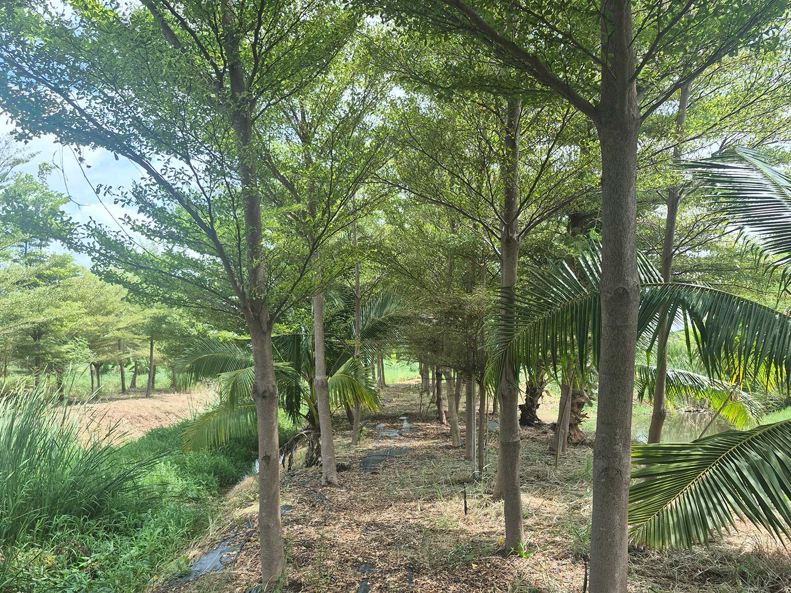 Terminalia mantaly